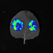 植物活体成像技术的原理与应用