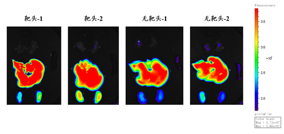 小鼠组织器官的荧光成像示例