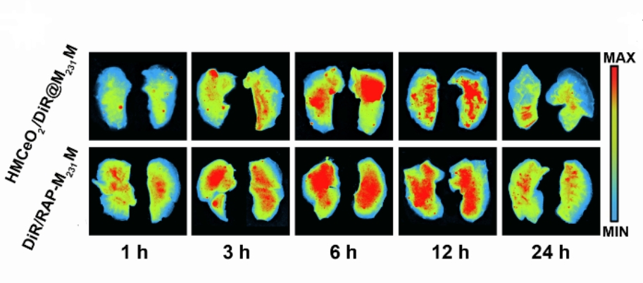 小鼠组织器官的荧光成像示例